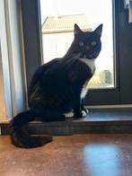 Poes aangeboden, Dieren en Toebehoren, Katten en Kittens | Raskatten | Korthaar, Poes, 6 jaar of ouder
