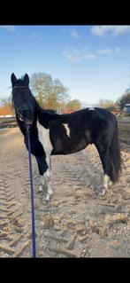 Hele mooie bonte dekhengst ter dekking aangeboden!, Dieren en Toebehoren, Ophalen, Nieuw, Dressuur