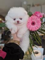 Prachtige dwergkees/pomeranian pup, Keeshond, 8 tot 15 weken, Teef, Eén hond