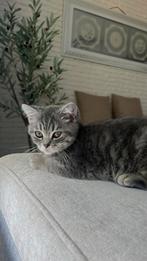 Grijze britse korthaar, Dieren en Toebehoren, Katten en Kittens | Raskatten | Korthaar, Poes, Ontwormd