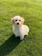 Maltipoo (Maltezer x Poedel) pup (reu), Dieren en Toebehoren, Honden | Chihuahua's en Gezelschapshonden, Poedel, Nederland, CDV (hondenziekte)