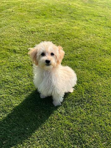 Maltipoo (Maltezer x Poedel) pup (reu) beschikbaar voor biedingen