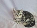 🐾 Silver Tabby Britse Korthaar Kitten – Finn 🐾, Kater, Gechipt, 0 tot 2 jaar
