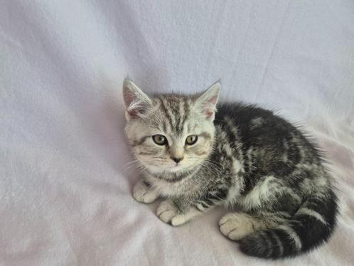 🐾 Silver Tabby Britse Korthaar Kitten – Finn 🐾, Dieren en Toebehoren, Katten en Kittens | Raskatten | Korthaar, Kater, 0 tot 2 jaar