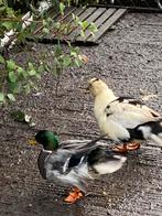 Koppeltje kwakers, Dieren en Toebehoren, Pluimvee, Meerdere dieren, Eend