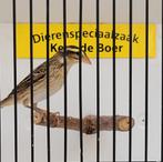 Napoleon wever man, Mannelijk, Tropenvogel