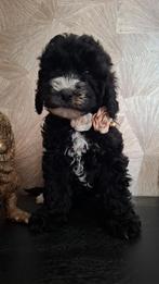 WIJ MOGEN VERHUIZEN 💞 Medium Australian labradoodle pups 💞, Parvo, Overige rassen, 8 tot 15 weken, Meerdere