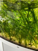 Vallisneria aquarium planten, Dieren en Toebehoren, Vissen | Aquaria en Toebehoren, Ophalen of Verzenden, Plant(en), Steen of Hout