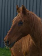 Oudere pony ruin zoekt pensioenplekje, Dieren en Toebehoren, Stalling en Weidegang, Weidegang