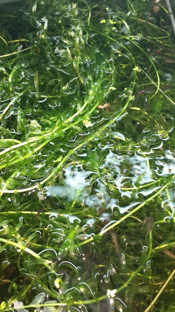 gratis waterpest; een makkelijke zuurstofplant, Dieren en Toebehoren, Vissen | Aquaria en Toebehoren, Zo goed als nieuw, Plant(en), Steen of Hout