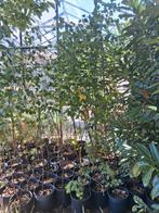 Betula pendula ruwe berken in grote kweekpotten, Ophalen, Volle zon, Olijfboom, 100 tot 250 cm