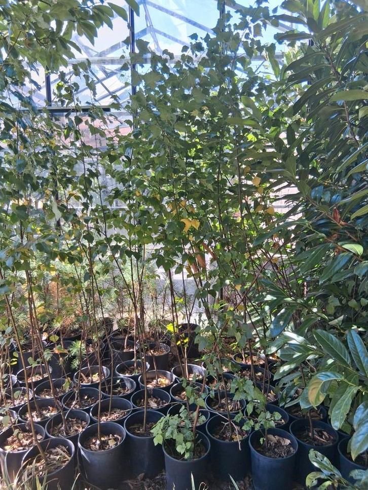 Betula pendula ruwe berken in grote kweekpotten, Tuin en Terras, Planten | Bomen, Olijfboom, 100 tot 250 cm, Volle zon, Ophalen