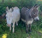 Mediterrane mini ezel, mini ezels., Dieren en Toebehoren, Overige Dieren, Mannelijk