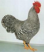 Amrock kriel haan, Dieren en Toebehoren, Pluimvee, Mannelijk, Kip