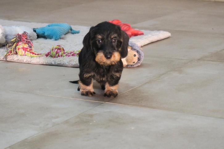 Ruwhaar dwerg Teckel pup reutje, Dieren en Toebehoren, Honden | Teckels en Dashonden, Reu, Ruwhaar, Dwerg, Fokker | Professioneel