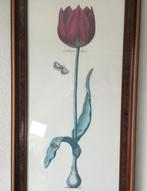 Tulp in mooie houten lijst, groot formaat, Ophalen