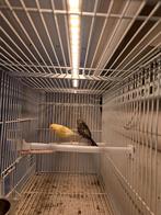 Enkele koppels kanaries  + losse man, Dieren en Toebehoren, Vogels | Kanaries, Meerdere dieren, Kleurkanarie