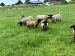 Suffolk ramlammeren, Dieren en Toebehoren, Mannelijk, Schaap