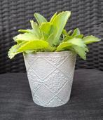 Kalanchoe Daigremontiana, kamer- of terrasplant, Huis en Inrichting, Kamerplanten, Ophalen, Vetplant, Minder dan 100 cm, Bloeiende kamerplant