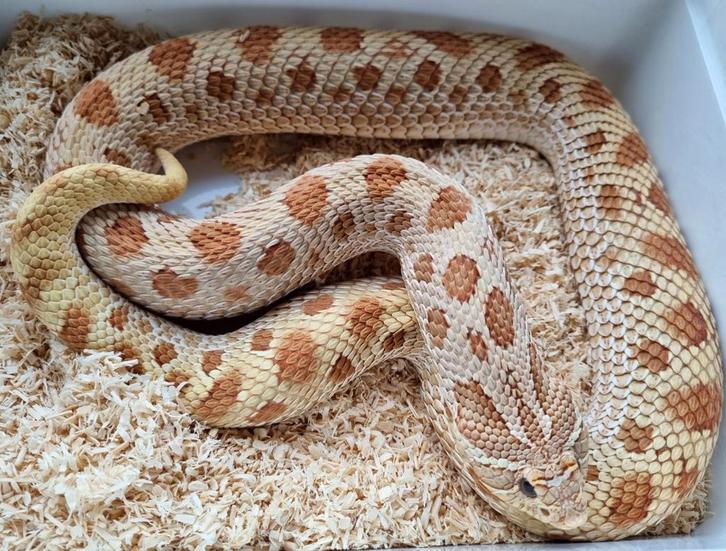 0.1 toffee conda 66% het sable haakneus kweekvrouw