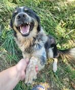 BEER, LIEVE ZACHTAARDIGE REU, MIDDELMAAT, ZOEKT MAND, Rabiës (hondsdolheid), Reu, 1 tot 2 jaar, Eén hond