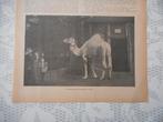 Artis. Eenbultige kameel (dromedaris). 1908., Ophalen of Verzenden, Voor 1920, Nederland, Knipsel(s)
