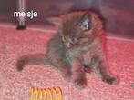 Maincoon kittens, Dieren en Toebehoren, Katten en Kittens | Raskatten | Langhaar, Meerdere dieren