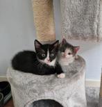 Mooie jonge zwart witte poesjes/ kittens katertjes, Dieren en Toebehoren, Katten en Kittens | Overige Katten, Meerdere dieren