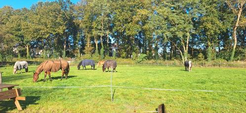 Plaats op PP voor gezellige eigenaar(en) met paard/pony, Dieren en Toebehoren, Stalling en Weidegang, Weidegang