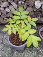 jonge bomen te koop / zwarte walnoot / esdoorn / eik, Herfst, Halfschaduw, Overige soorten, Minder dan 100 cm