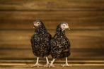 Sussex kip | Gezonde en mooie kippen | Goede legger, Dieren en Toebehoren, Pluimvee, Meerdere dieren, Kip