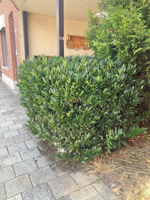 XXL vierkant Laurierstruik Laurierkers Laurier struik plant, Tuin en Terras, Planten | Struiken en Hagen, Laurier, Ophalen