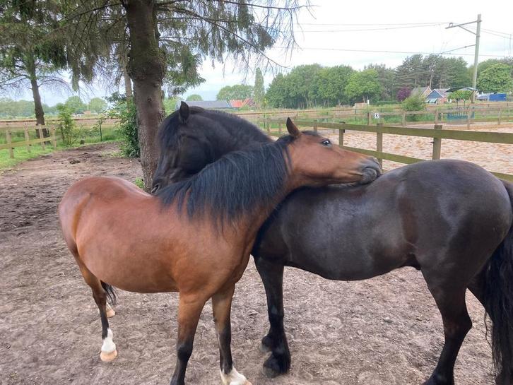 Verzorgpony in Ede, Dieren en Toebehoren, Paarden en Pony's | Verzorgingsproducten, Nieuw, Ophalen