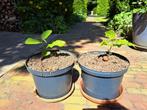 2 x kastanjeboom 20 cm, Overige soorten, Lente, Minder dan 100 cm, Ophalen