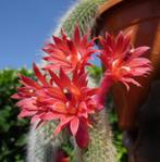 Monkey tail cactus - apenstaart Hildewintera colademononis, Huis en Inrichting, Kamerplanten, Ophalen of Verzenden, Cactus, Volle zon