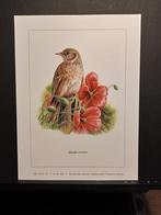 Veldleeuwerik - Buzin - prent kunst  afmeting  18 x 24 cm, Verzenden, 1980 tot heden, Zo goed als nieuw, Dier