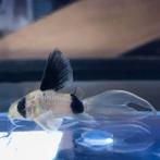 6 x Corydoras panda longfin €7.95 per stuk, Vis, Zoetwatervis