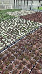 Sempervivum - rotsplant - 9cm pot - MIX - Makkelijke plant, Ophalen of Verzenden, Overige soorten, Volle zon