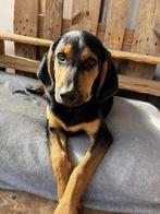 Lalo – een vrolijke jongen op zoek naar zijn eigen thuis, Dieren en Toebehoren, Honden | Niet-rashonden, Particulier, Rabiës (hondsdolheid)