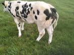TE KOOP  GEVRAAGD.BB dikbil vaars en bb kalf.., Dieren en Toebehoren, Runderen, Vrouwelijk