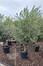Olijfbomen olea mooie  volle ., 100 tot 250 cm, Olijfboom, Zomer, Ophalen