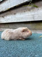 Lief zeugje van 3 maanden zoekt een fijn thuis, Cavia, Juli, Vrouwelijk, Tam