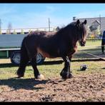 Lieve bomproef 16 jarige merrie te koop, Dieren en Toebehoren, 11 jaar of ouder, Recreatiepony, D pony (1.37m tot 1.48m), Merrie