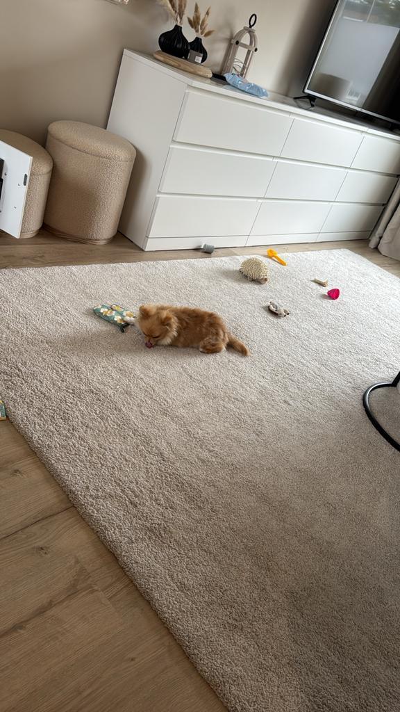 Lieve Pomeriaan pup incl. toebehoren, Dieren en Toebehoren, Honden | Chihuahua's en Gezelschapshonden, Reu, Overige rassen, Particulier