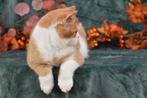 Evander – Red Ticked Blue-Eyed Bicolor British Shorthair Boy, Dieren en Toebehoren, Poes, Gechipt, 0 tot 2 jaar