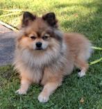 Pomeriaan mix reu, Dieren en Toebehoren, Reu, 1 tot 2 jaar, Eén hond, Nederland