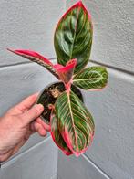 Aglaonema Special, Huis en Inrichting, Ophalen of Verzenden, Overige soorten, Minder dan 100 cm
