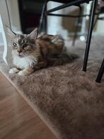 Maine coon, Dieren en Toebehoren, Katten en Kittens | Raskatten | Langhaar, Poes