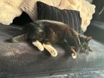poes 5 jaar gratis ophalen, Dieren en Toebehoren, Poes