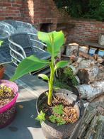 banaan Musa basjoo, Tuin en Terras, Planten | Tuinplanten, Ophalen, Zomer, Overige soorten